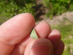 Lespedeza stuevei