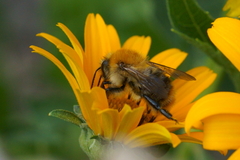 Bombus pascuorum