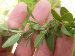 Lespedeza stuevei