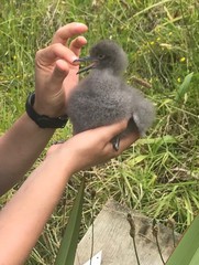 Fluttering Shearwater photo 5