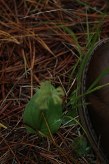 Malaxis tequilensis