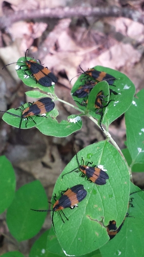 Reticulated Net-winged Beetle photo 6