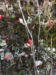 Cladonia diversa