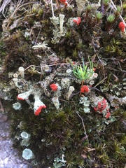 Cladonia diversa