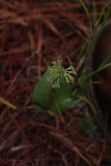 Malaxis tequilensis