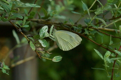 Pieris rapae