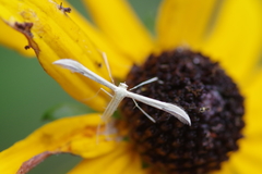 Hellinsia homodactylus