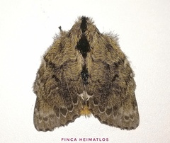 Euglyphis submarginalis