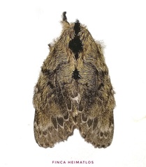 Euglyphis submarginalis