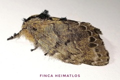 Euglyphis submarginalis