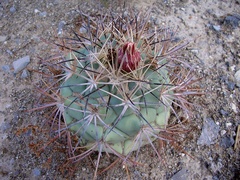 Coryphantha poselgeriana