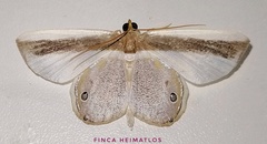 Opisthoxia