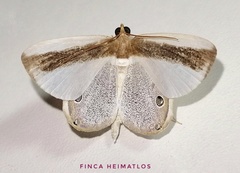 Opisthoxia