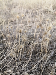 Hordeum geniculatum