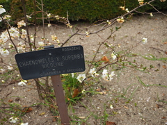 Chaenomeles × superba