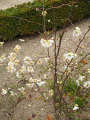 Chaenomeles × superba