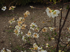 Chaenomeles × superba