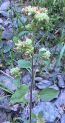Phacelia leptosepala