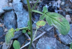 Phacelia leptosepala