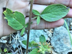 Phacelia leptosepala
