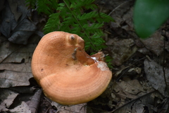 Lactarius peckii