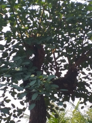 Erythrina crista-galli