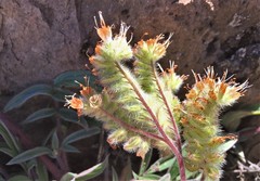 Phacelia leptosepala