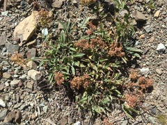 Phacelia leptosepala