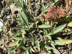 Phacelia leptosepala