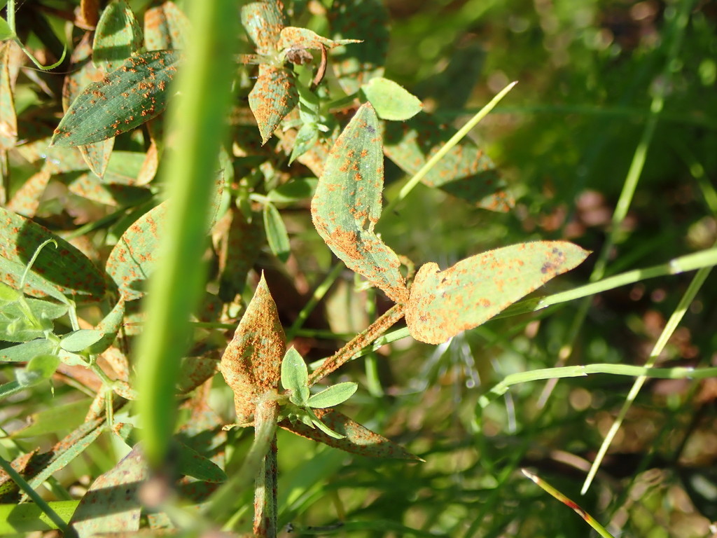 Uromyces pisi