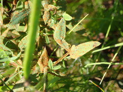 Uromyces pisi-sativi