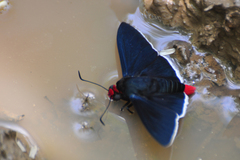 Pyrrhopyge infantilis
