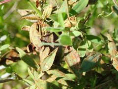 Uromyces pisi-sativi