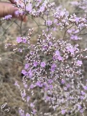 Limonium meyeri