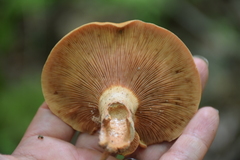 Lactarius peckii