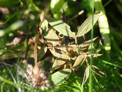 Uromyces pisi-sativi