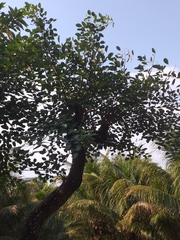 Erythrina crista-galli
