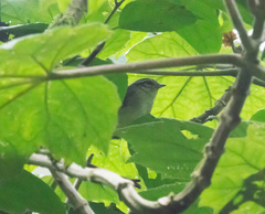Basileuterus melanotis
