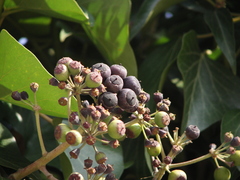 Hedera helix