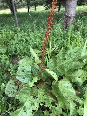 Rumex alpinus