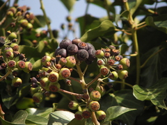 Hedera helix