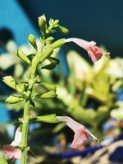 Salvia dorisiana