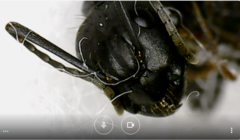 Camponotus vagus