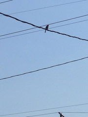 Haemorhous mexicanus