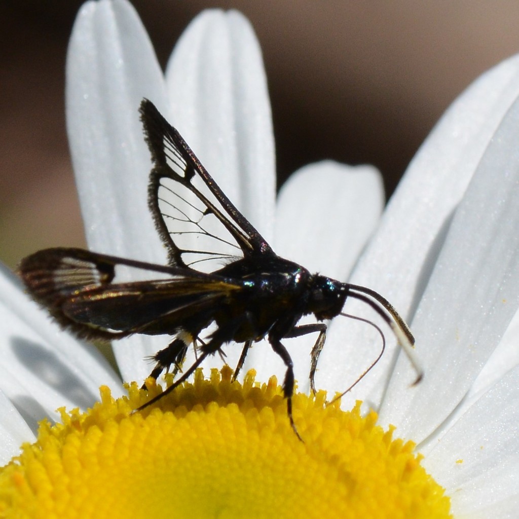 Synanthedon proxima