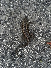Uta stansburiana martinensis
