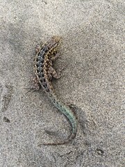 Uta stansburiana martinensis