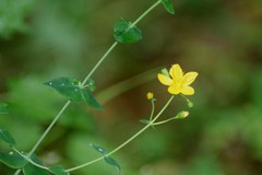 Hypericum pulchrum