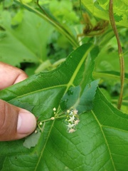 Ayenia dentata