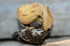 Clavariadelphus americanus